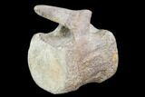 Hadrosaur Caudal Vertebrae - Montana #101776-4